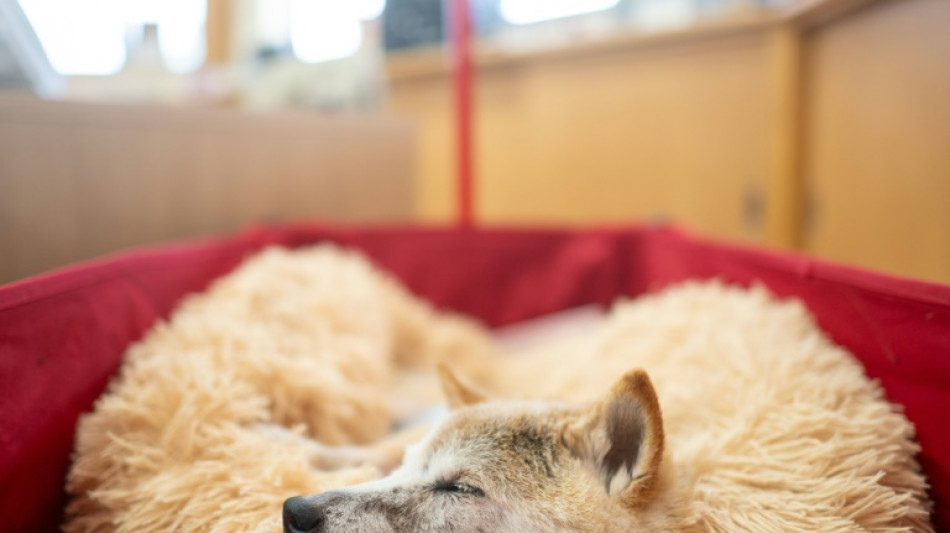 Morre Kabosu, a cadela japonesa dos memes virais