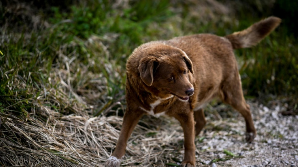 Portugal: Bobi, 30 ans, sacré le chien le plus vieux du monde