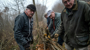 Remparts contre le réchauffement, les haies ancestrales du Morvan fleurissent à nouveau