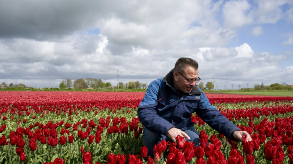 Los tulipanes de Países Bajos, amenazados por el cambio climático y el Brexit