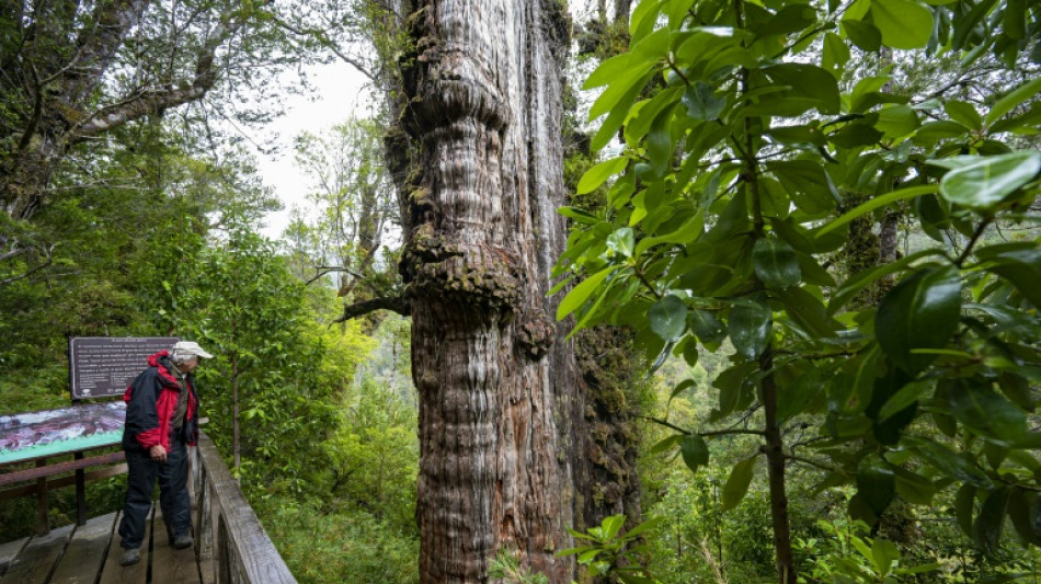 World's 'oldest' tree able to reveal planet's secrets