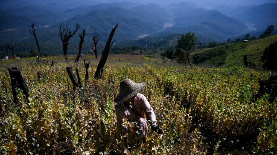 La Birmanie devient premier producteur mondial d'opium, dêtronant l'Afghanistan