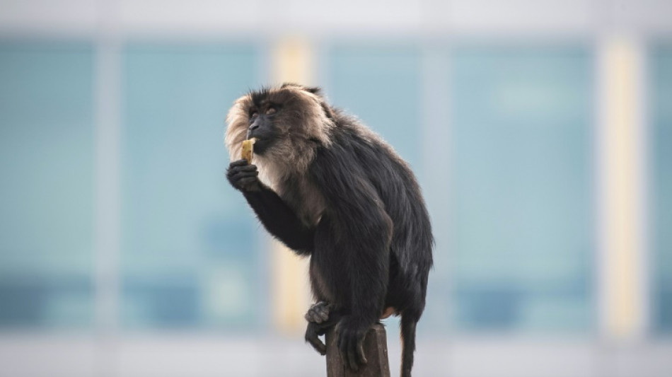 Diebstahl von Bartaffenweibchen aus Leipziger Zoo: Anklage erhoben