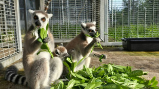 Thailand to return nearly 1,000 trafficked lemurs, tortoises to Madagascar