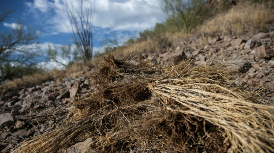 Invasive firestarter: How non-native grasses turned Hawaii into a tinderbox