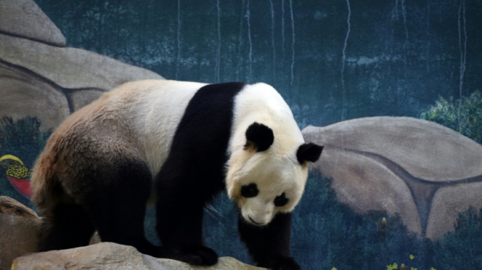 Zoo de Beauval: le séjour des pandas prolongé jusqu'en 2027