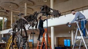 Fundação compra esqueleto de T-Rex e o exibirá na Bélgica