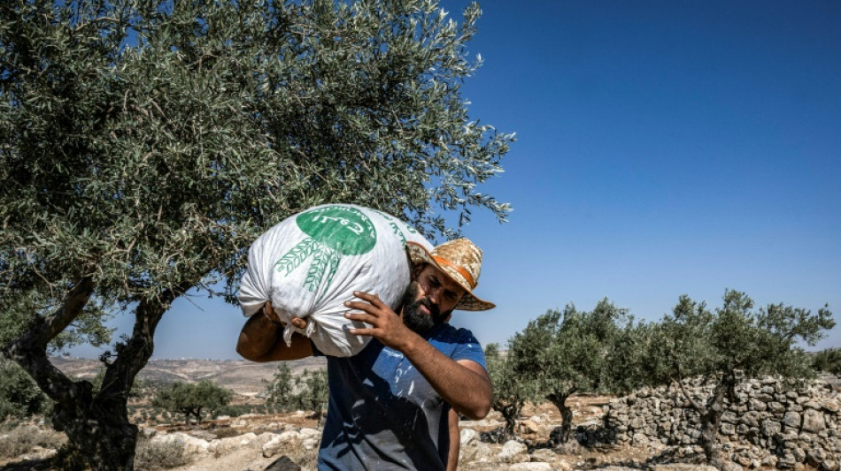 Rabino ajuda agricultores da Cisjordânia contra violência dos colonos