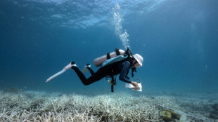 Divers turn conservationists as corals bleach worldwide