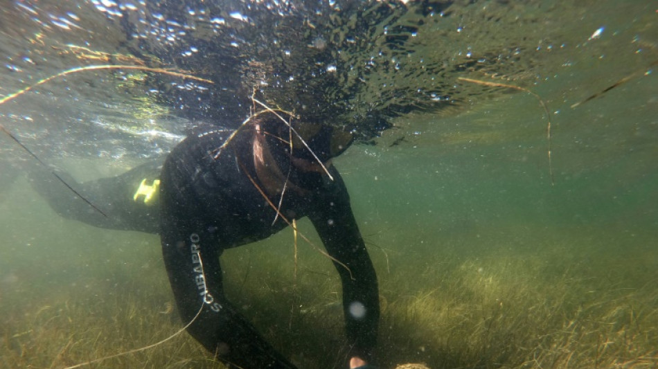 Décimée en Méditerranée, la grande nacre au coeur d'un projet de sauvetage