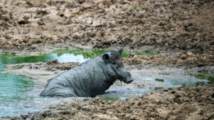 In Wald übernachtende Frau in Rheinland-Pfalz von Wildschweinen eingekreist