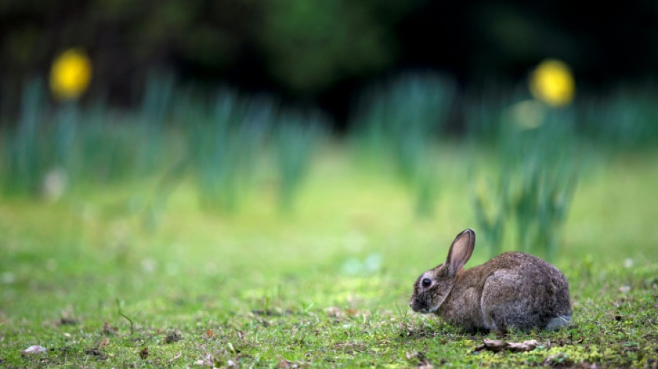 Expertin: Nicht immer bringt der Hase die Ostereier