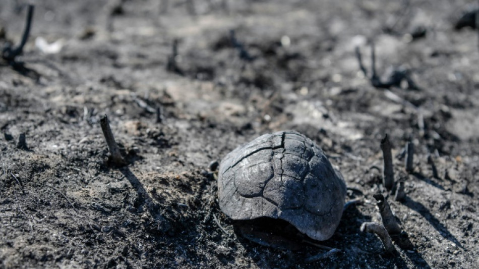 Incendies en Grèce : l'écosystème "en danger", selon des experts