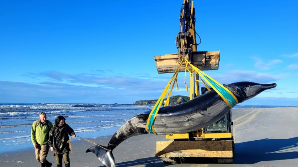 La baleine la plus rare au monde échoue sur une plage de Nouvelle-Zélande