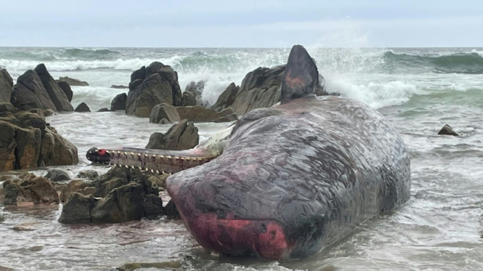 230 Grindwale an australischer Insel Tasmanien gestrandet