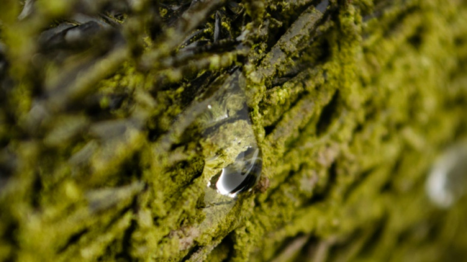 Cada gota de agua cuenta en el árido norte de Chile