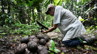 Les noix du Brésil, autre victime de la déforestation en Bolivie
