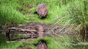 Scottish farmers damn wild beaver reintroduction policy