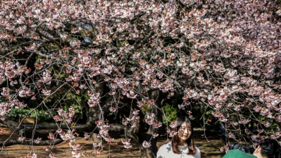 Los cerezos en flor de Tokio tienen un nuevo récord de inicio temprano