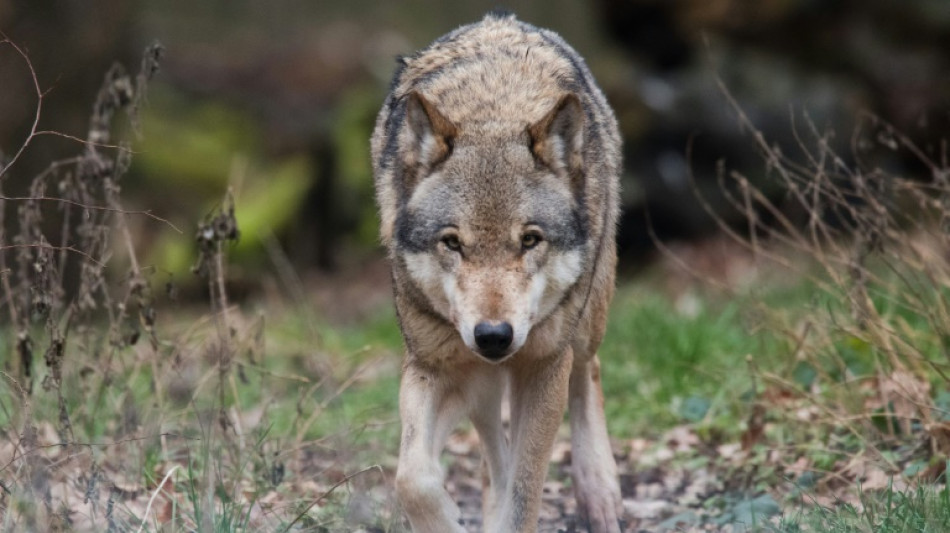 Bauernverband: Bundesregierung opfert mit ihrer Wolfspolitik die Weidetierhaltung