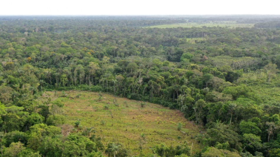 Floresta amazônica se torna 'refém' dos guerrilheiros em negociações na Colômbia