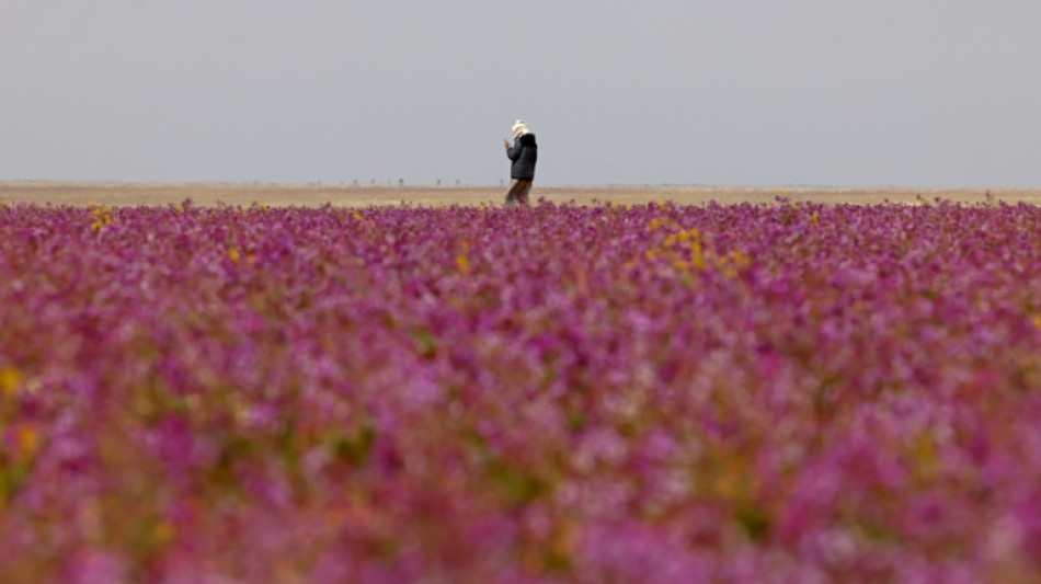 El extraordinario espectáculo de un desierto lleno de flores moradas en Arabia Saudita