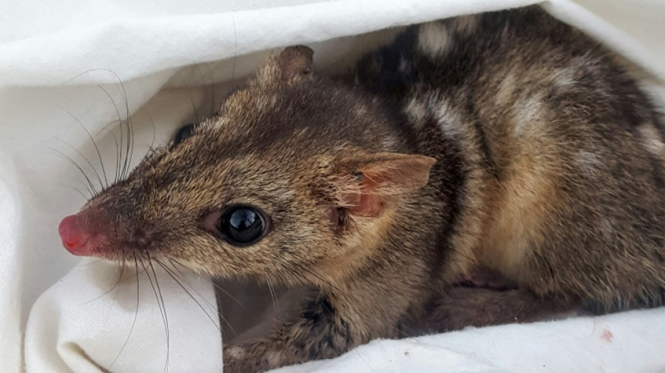 Se reproduire et mourir, l'énigme du chat marsupial du Nord