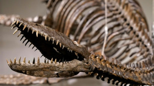 Dinosaur bones evoking Loch Ness monster to be auctioned: Sotheby's