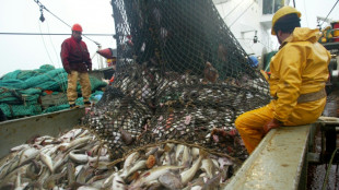 Fischereiquoten in der Ostsee: Weiter Fangverbote für Dorsch und Hering