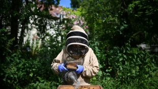 Au Royaume-Uni, apiculteurs et scientifiques ligués contre le miel frelaté