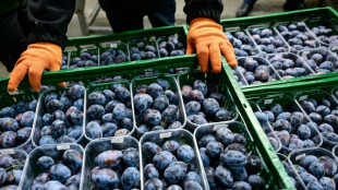 With record production, Moldova plum farmers hail EU integration