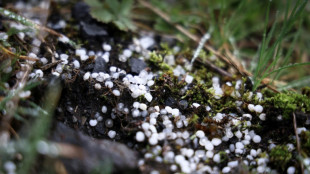 Dans la campagne belge, l'insidieuse pollution des granulés plastiques