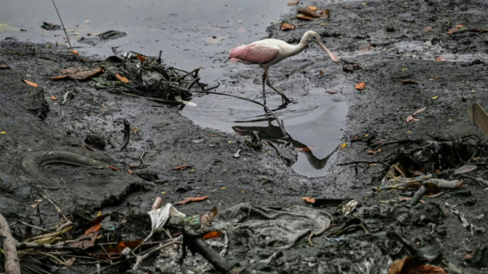 En Equateur, des îles flottantes pour sauver l'estuaire de Guayaquil