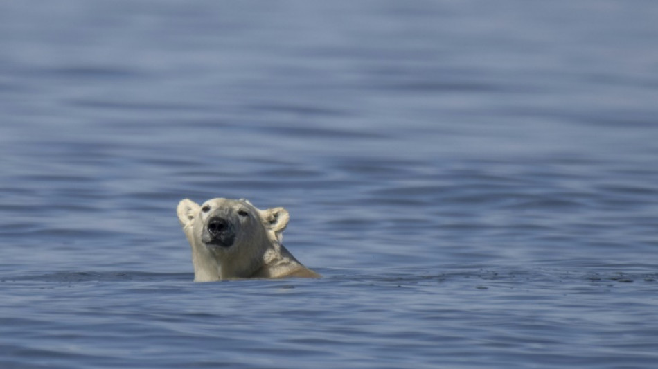 Polar bears could vanish from Canada's Hudson Bay if temperatures rise 2C