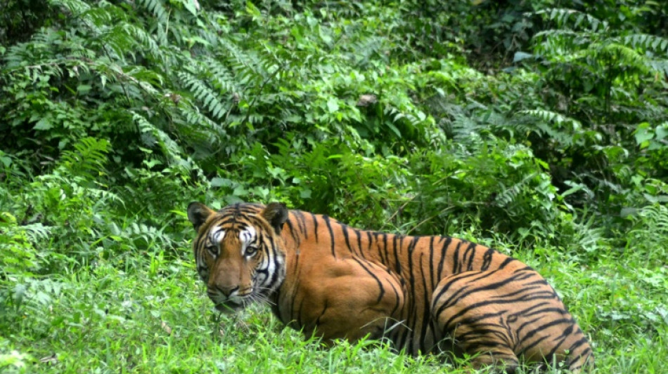 En Inde, la préservation des tigres est bénéfique au climat 