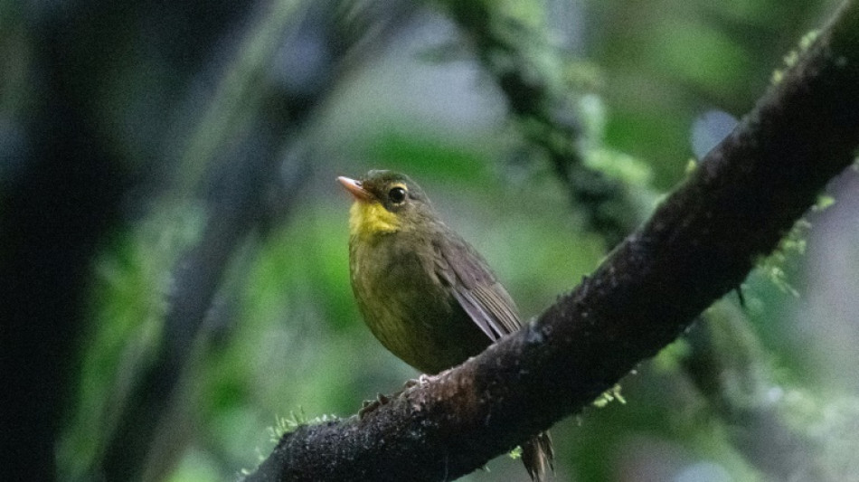 Introuvable pendant 24 ans, un oiseau rare refait surface à Madagascar