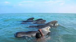 11 stranded pilot whales saved in Sri Lanka