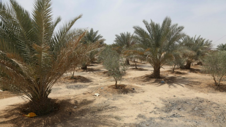 Iraq 'green belt' neglected in faltering climate fight