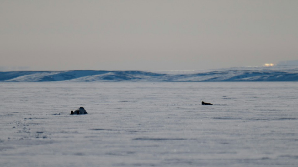 Cazando con los inuits en la banquisa ártica que se derrite