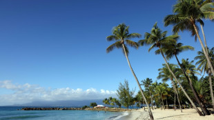 En Guadeloupe, les cocotiers doublement menacés