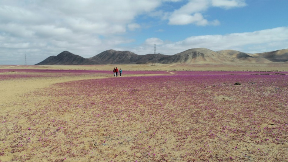 Chili: des pluies inhabituelles font fleurir le désert aride d'Atacama