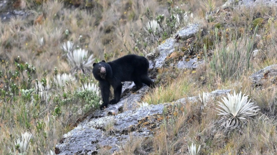 El video de un oso junto a un embalse sin agua prende las alarmas por sequía en Colombia