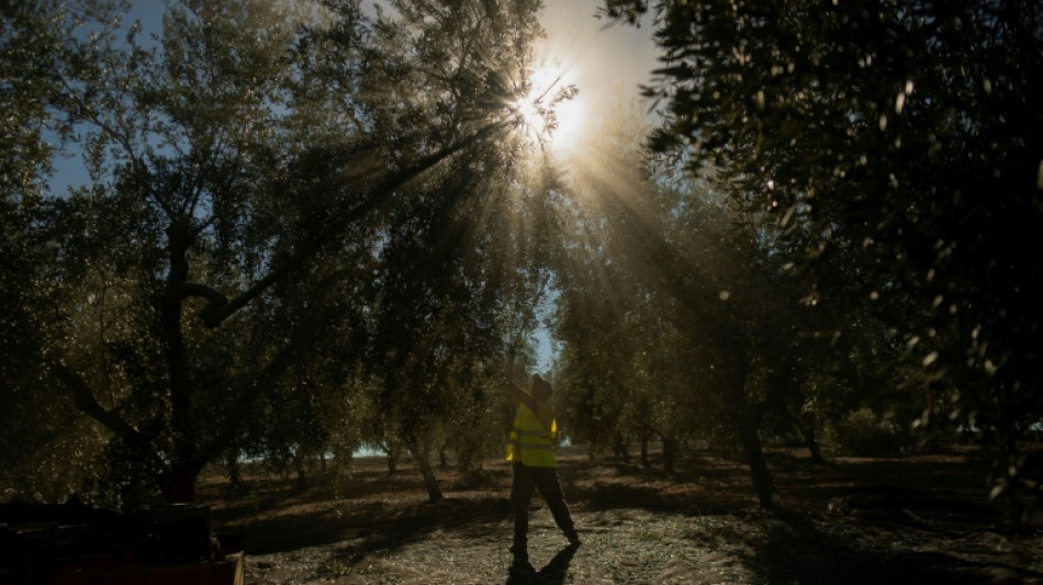 Reaktion auf starken Preisanstieg: Spanien streicht Mehrwertsteuer auf Olivenöl