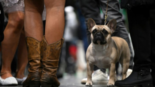 French Bulldogs topple Labradors as most popular US breed: AKC