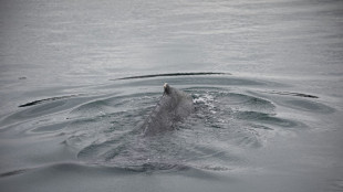 Une baleine coincée dans l'estuaire de la Rance retrouve le large