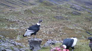 Un ennemi devenu emblème: des paysans colombiens se réconcilient avec le condor des Andes