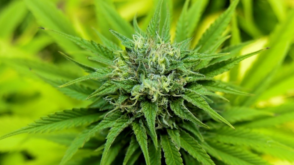 Smoke signals: US House to vote for cannabis decriminalization