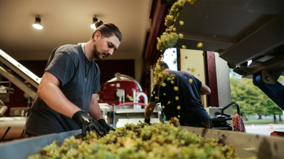 Début des vendanges dans le Bordelais : des raisins gorgés de soleil, un millésime prometteur