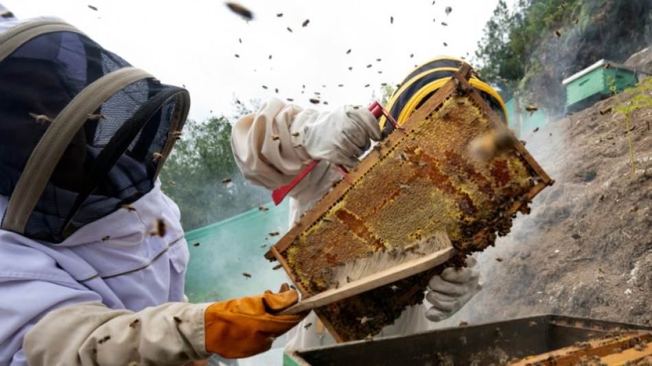 How climate funds helped Peru's women beekeepers stay afloat