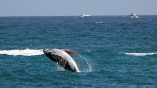 Las ballenas grises encogen a ritmo acelerado a medida que avanza el cambio climático 